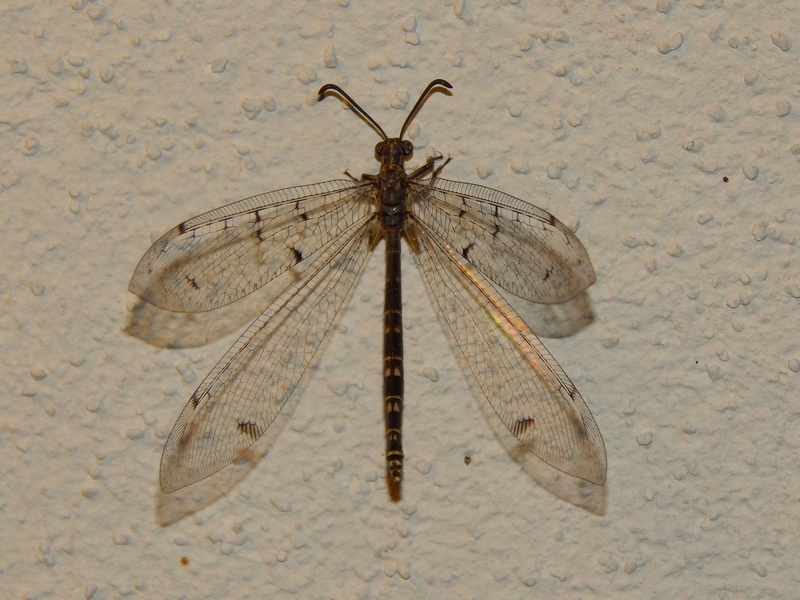 Myrmeleontidae : Distoleon tetragrammicus